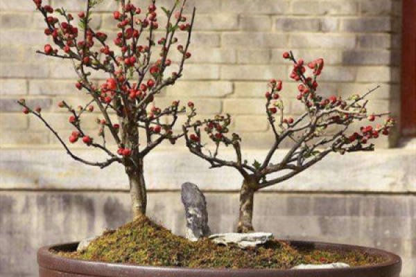 Malus halliana