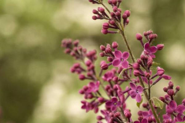 lilac