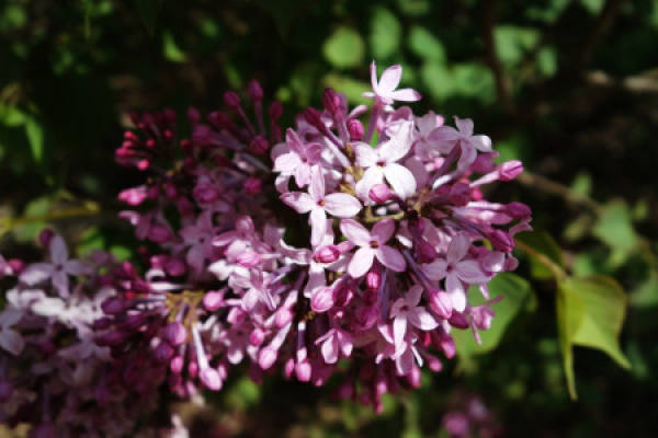 lilac