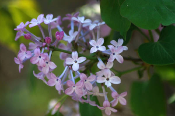 Lilac Flower