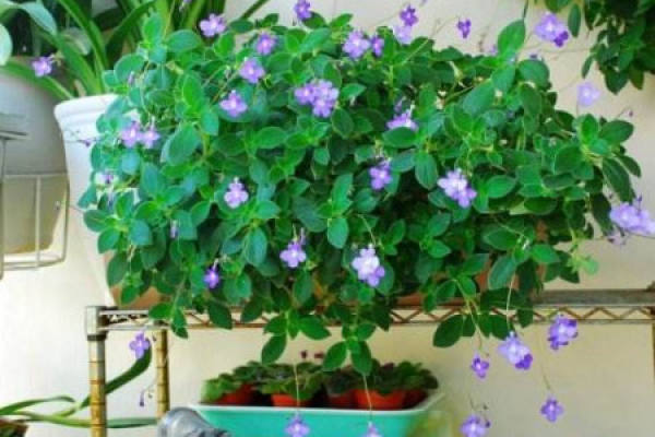 dolphin flower