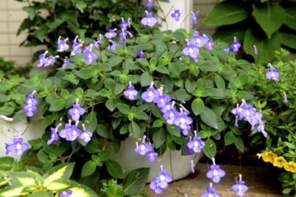 dolphin flower
