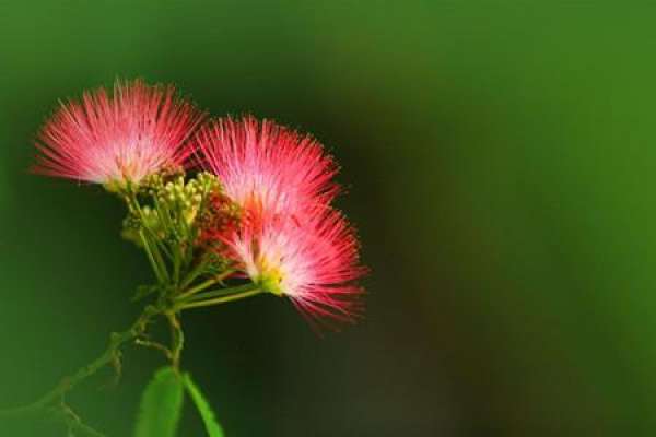 Acacia