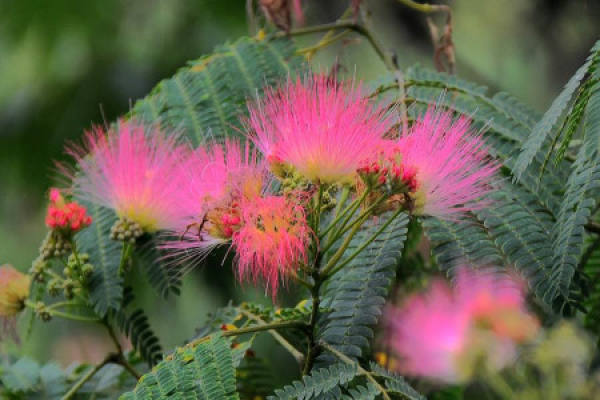 Acacia