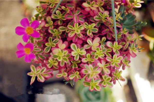 purslane