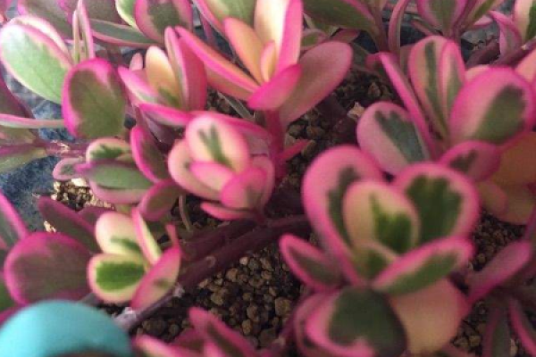 Purslane iridescens