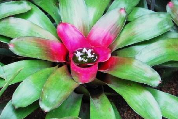 pineapple with colorful leaves