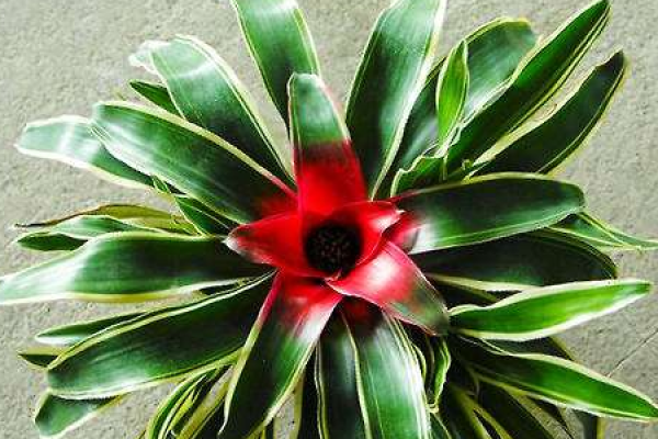 Color-leaf pineapple