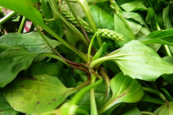 Plantago asiatica