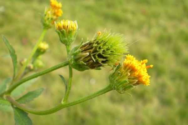 Bidens bipinnata