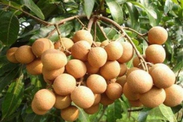 longan