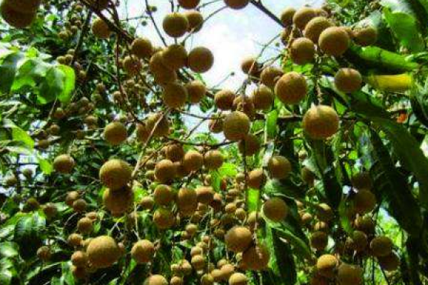 longan