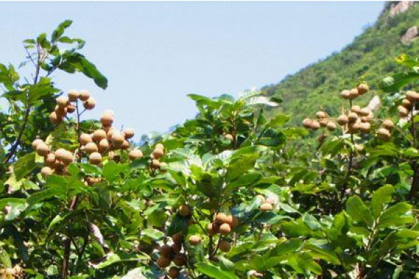 Longan