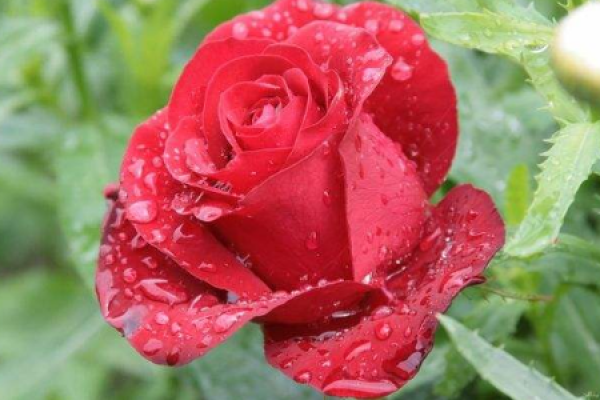red rose