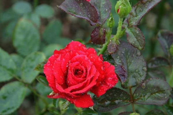 red rose