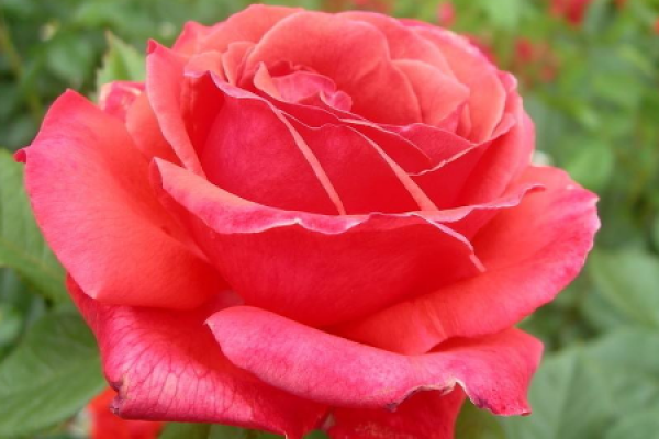 Red Rose