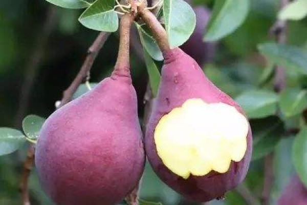 red pear