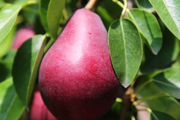red pear