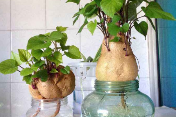sweet potato bonsai
