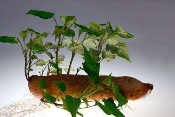 sweet potato bonsai