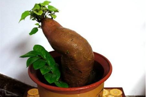 Sweet Potato Bonsai