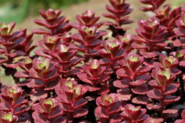 Sedum spectabile