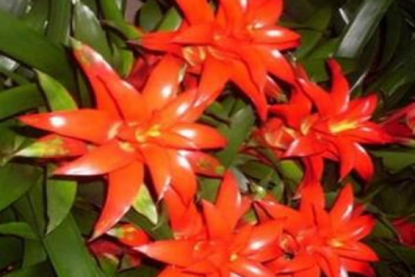 red luck flower