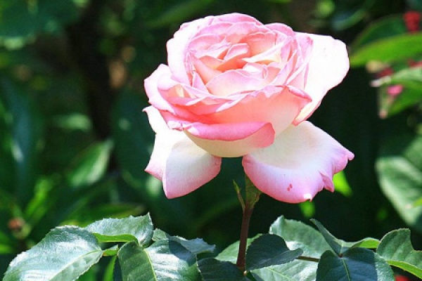 flowering rose