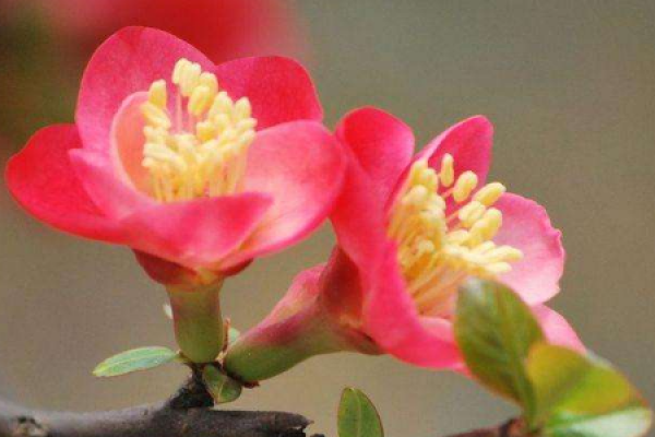 Husband and wife Begonia