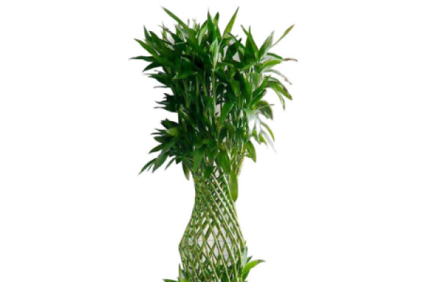 Lucky Bamboo cage