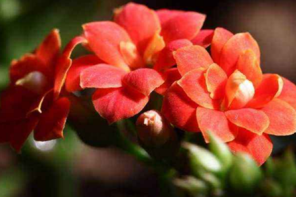Kalanchoe