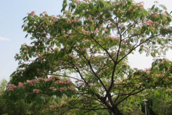 Acacia