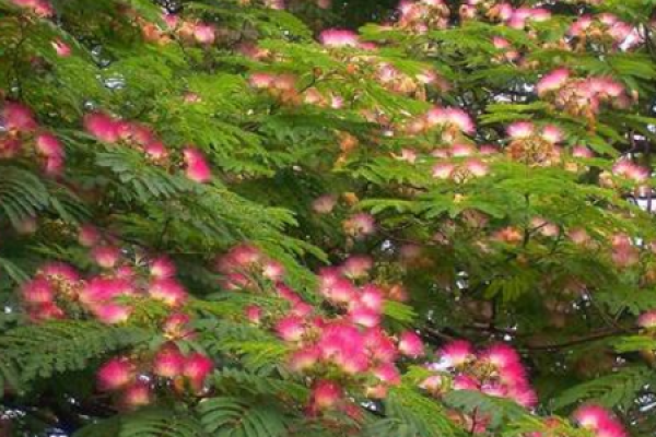 Acacia julibrissin