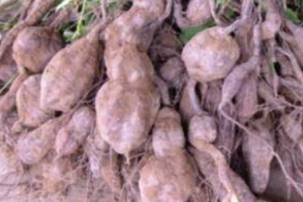 Polygonum multiflorum