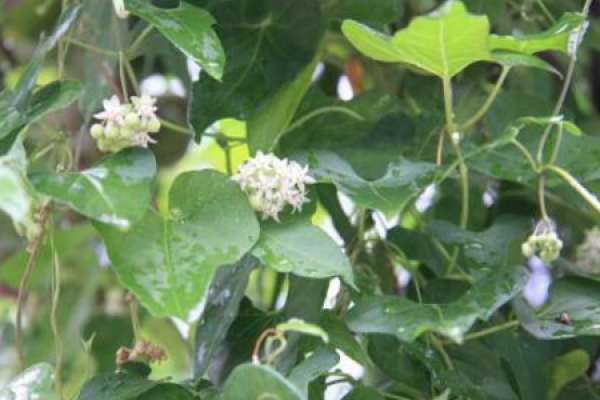 Polygonum multiflorum