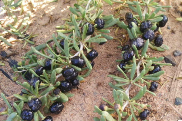 black wolfberry