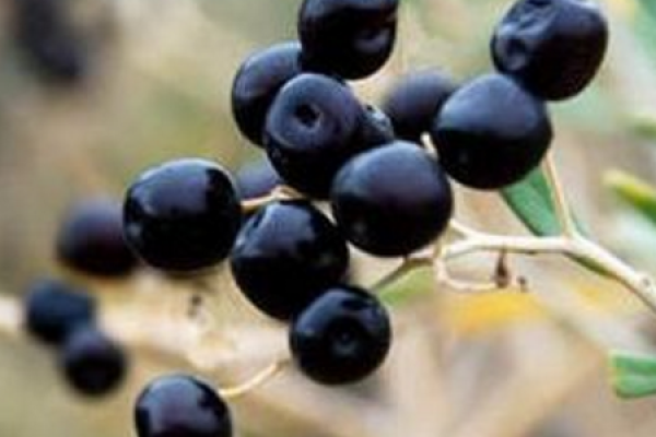 black wolfberry