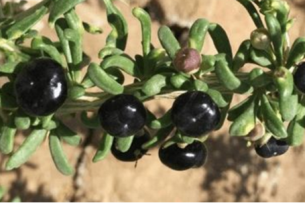 Black Wolfberry