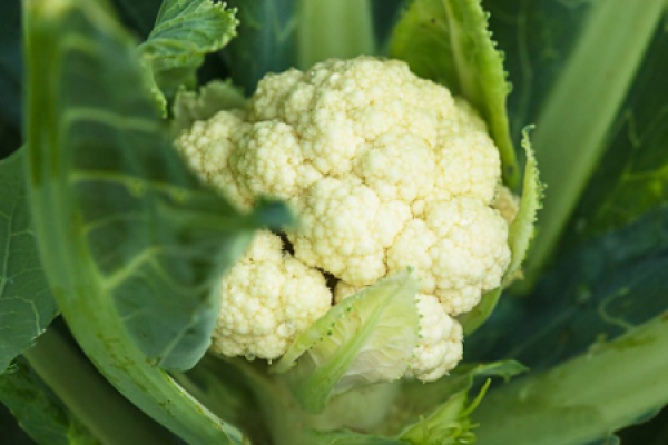 Cauliflower