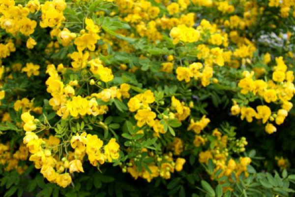 Sophora japonica