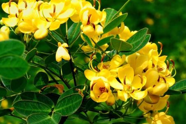 Sophora japonica