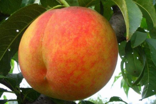 yellow peach