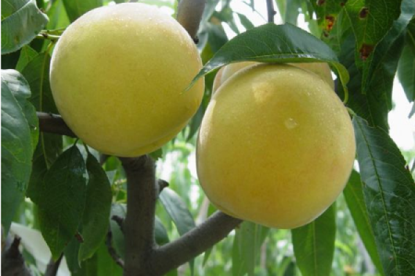Yellow peach