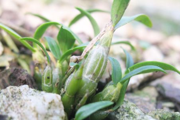 Dendrobium huoshanense