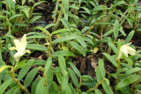 Dendrobium huoshanense