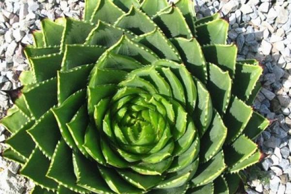Aloe Vera