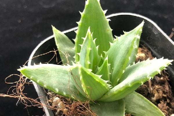 Aloe polyphylla