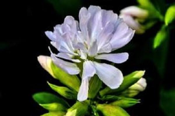 Soapwort