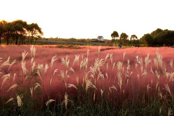 pink and black messy grass