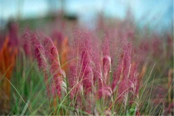 pink and black messy grass